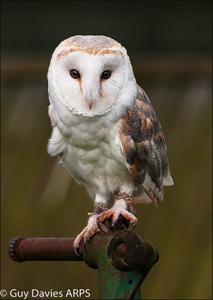 Barn Owl on Perch