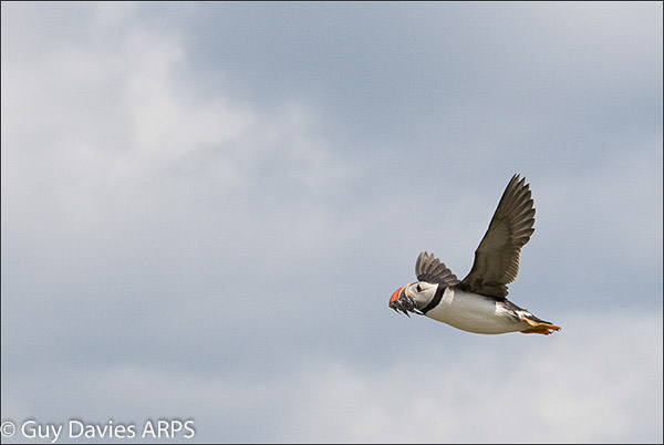 Puffin with Sand Eels (2)