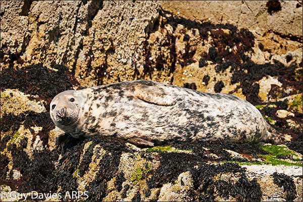 Resting Grey Seal (2)