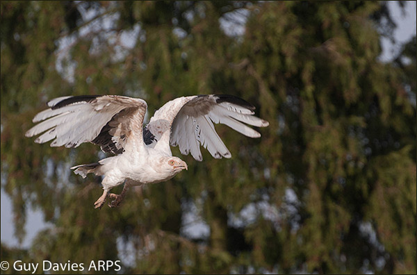 Palm Nut Vulture in Flight
