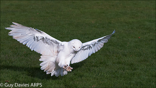 Snowy Owl Landing